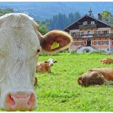 Ferienanlage Bacherhof 