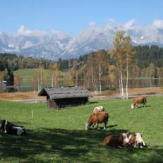 Chalet im Brixental 7 