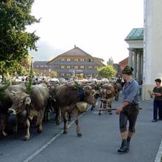 Gasthof Ochsen 