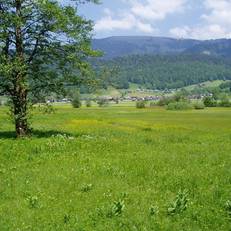 Gasthof Taube 