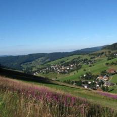 Esche 