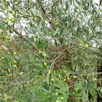 Holiday Home Pertinace Passignano Sul Trasimeno 