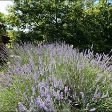 Holiday Home Baita Del Por Azzolo Seggiano 