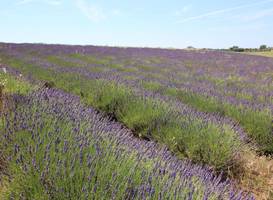 Holiday Home Ginepro Montalto Di Castro 