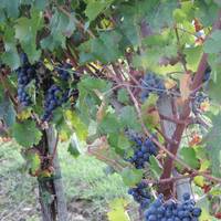 Holiday Home Pino Citta Della Pieve 