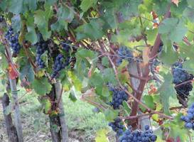 Holiday Home Pino Citta Della Pieve 