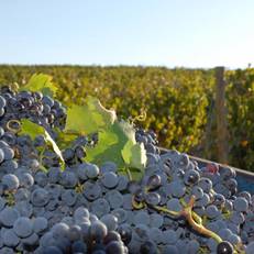 Agriturismo Fattorie Poggio Nebbia 