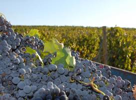 Agriturismo Fattorie Poggio Nebbia 