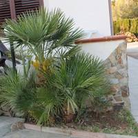 B&B Casa Vacanze La Mimosa Alghero 