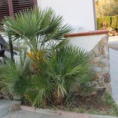 B&B Casa Vacanze La Mimosa Alghero 