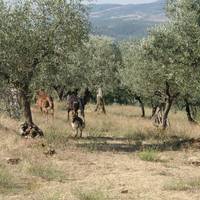Agriturismo Madonna delle Grazie 