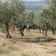 Agriturismo Madonna delle Grazie 