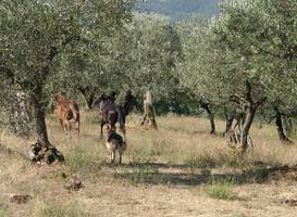 Agriturismo Madonna delle Grazie 