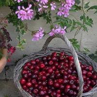 Bed and Breakfast di Montenero