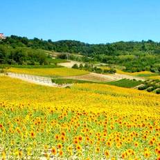 Holiday Home Glicine Camino 