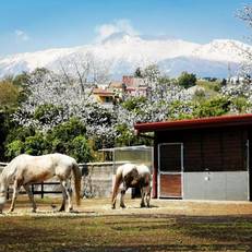 B&B La Fioriera Dell'Etna 