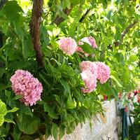 Bed & Breakfast Alaburic 