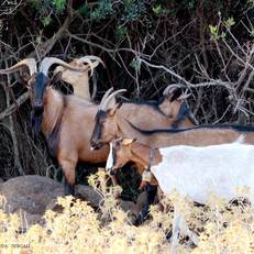 Agriturismo S' Ozzastru 