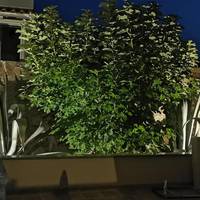 Apartments Mara Cres 