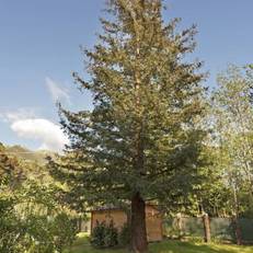 B&B Villa La Sequoia 