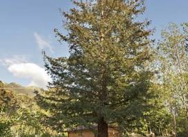 B&B Villa La Sequoia 