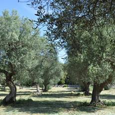 Masseria Costanza 