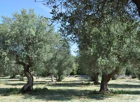 Masseria Costanza 