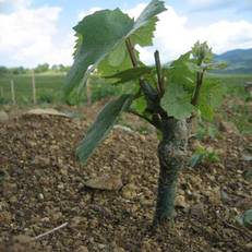 Podere Assolati 