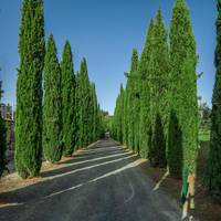 Tenuta Moriano 