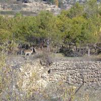 Casa Masoveret 
