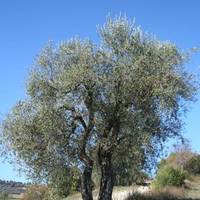 Pian Del Sorbo 
