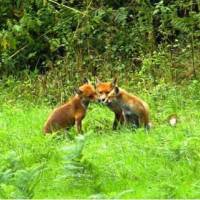 Little Foxes Hotel 