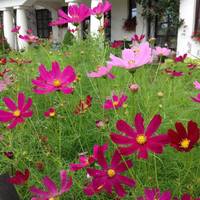 Hotel Wenus 