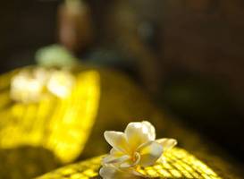 Ecowoods Village Spa & Yoga Retreat 