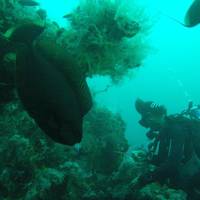 Ocean View Dive Resort Tulamben 