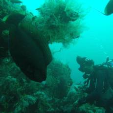 Ocean View Dive Resort Tulamben 