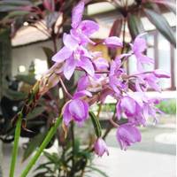 Chichi's Bungalows & Suites 
