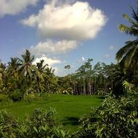 Arjana Bungalows Rice Field 