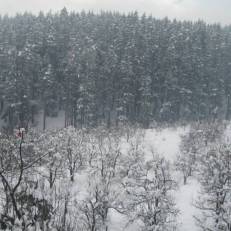 Snow Valley Resorts Manali 