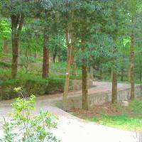 HuangShan Pine Ridge Lodge 