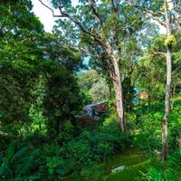 The Tall Trees 