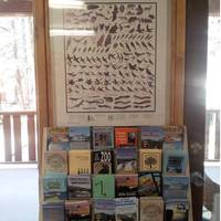 Honey Bear Lodge & Cabins 