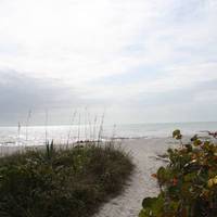 Sea Shells of Sanibel 