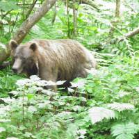 Bear Creek Cabins 