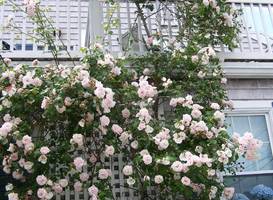An English Garden 
