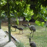 Grampians View Cottages and Units