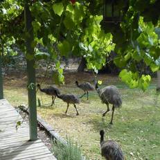 Grampians View Cottages and Units
