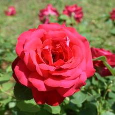 Regina Mundi Bed and Breakfast