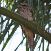 Sanctuary Lakes Fauna Retreat