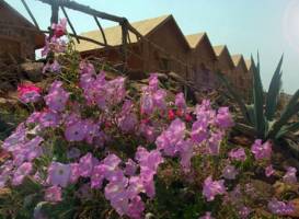 Roots Luxury Camp Redsea
